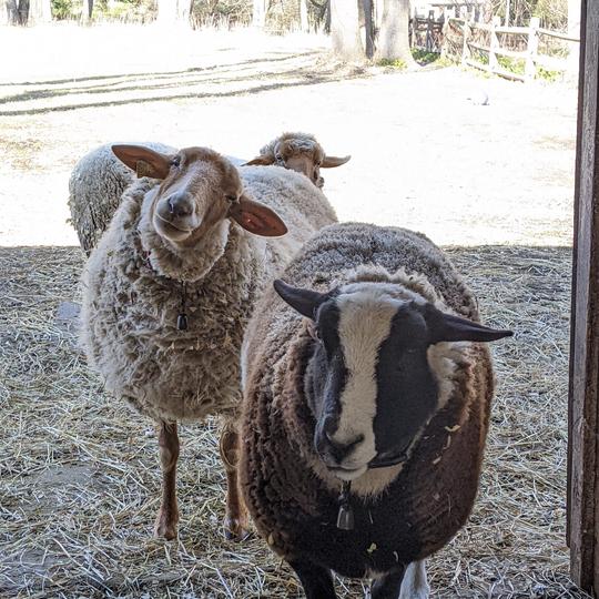 Clover, Lena, and Duena: the Ladies of Harriton House.